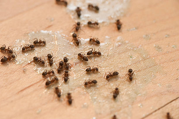 Best Ant Control Services  in Pitcairn, PA